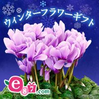 [CCnihbgR] EB^[t[Mtg